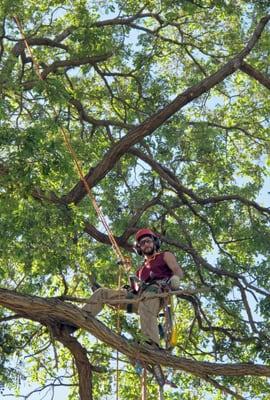 ISA Certified Arborist # RM-7446A