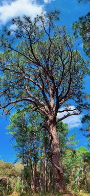 One of the oldest pine tree in the preserve