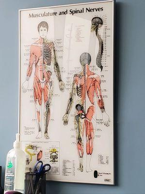 Muscular and Spinal Nerves Chart.  9/30/2022