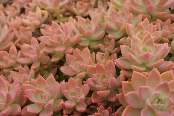 GRAPTOSEDUM