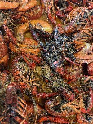 Closeup of the mysterious black stuff on the crawfish. It comes off of it too so we're wondering if it's healthy to eat.