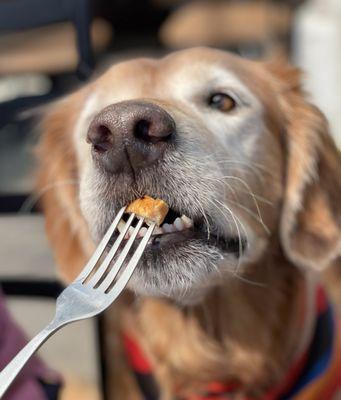 Bear knows how to politely eat his chicken breast