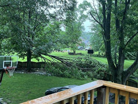 Tree feel and hit our fence