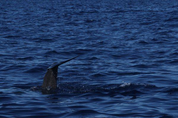 Bottlenose dolphins fluke