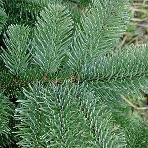 Noble fir Up close