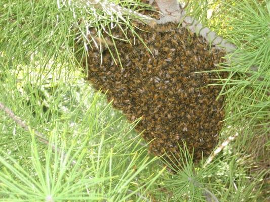 bee swarm removal and control in Granada Hills,ca