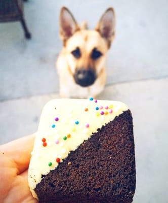 Dog brownie. She LOVED it!