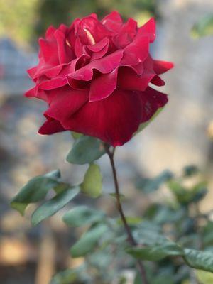 A beautiful red rose!