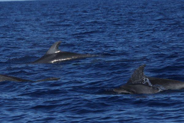 Bottlenose dolphins off Kohala during our whale watch tour