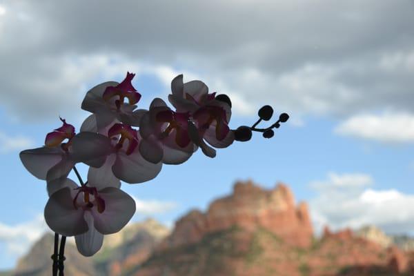 Sedona Healing Arts