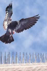 Pigeons put the brakes on for our deterrents!