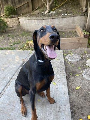 Teddy waiting for "break" before running around the backyard