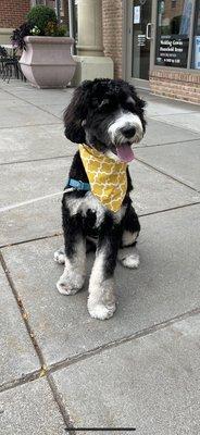 Edmund looking good in his new bandanna from Happy Hound