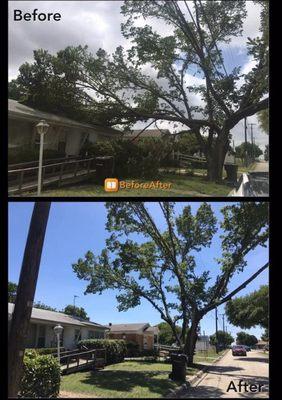 Rotting elm tree split and fell on this roof top. Safely removed it along with other hazardous limbs.