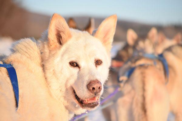 Our dog Polar