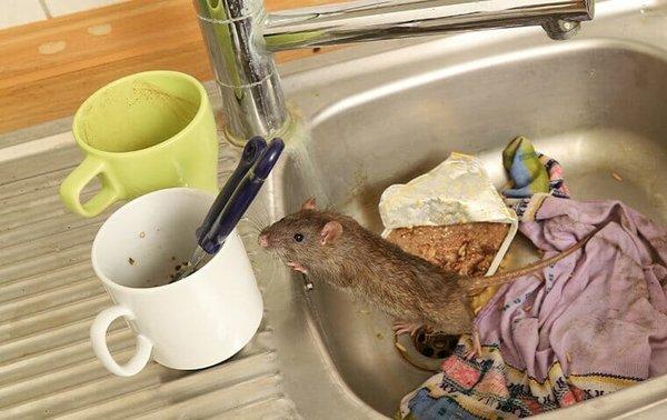 This client was awakened by noises in the kitchen. It was a Rat helping itself to everything