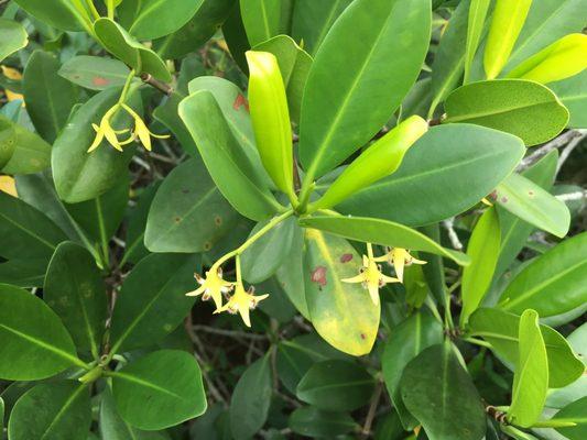 Mangrove blossoms