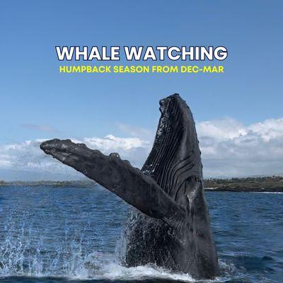 breaching humpback whale on our whale watching tour