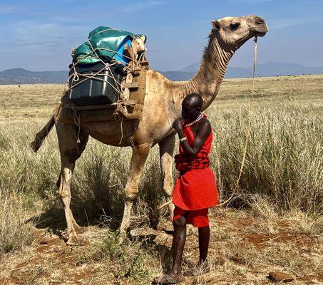 Part of the camel caravan that brought our camp to a new location each day.