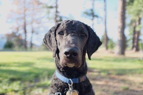 Looking dapper after his spa day at Positive Approach!