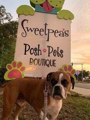 Sporting his new  collar and leash!