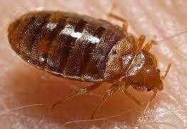 Bed Bugs infest your home and your belongs.