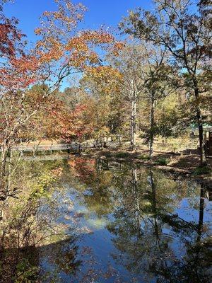 Pond, fall trees