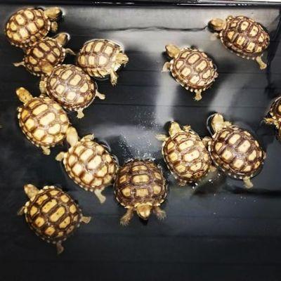 Sulcata tortoises