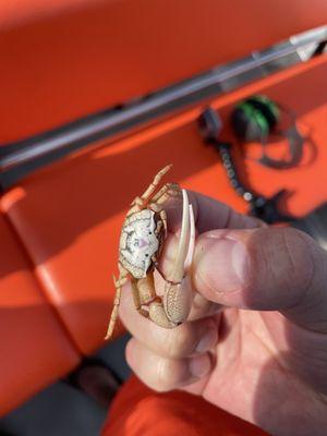 Wild Thang Airboat Tours