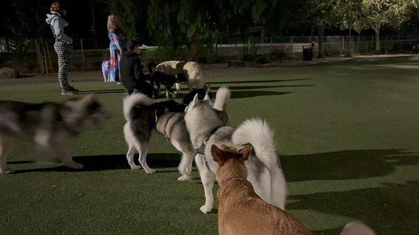 Husky party