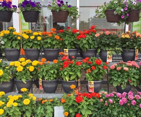 Colorful flower display