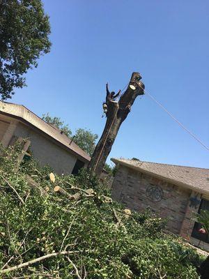 Tree services