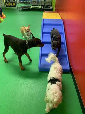 Playing in doggie daycare