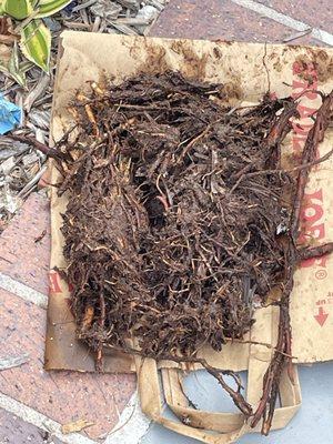 Tons of roots that intruded in to our clean out was causing our shower and toilet to back up