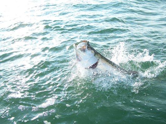 Come fight a Tarpon on one of our fishing trips.  The "Silver King" makes for an amazing battle.