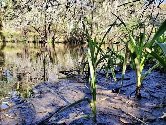 Little Manatee River State Park