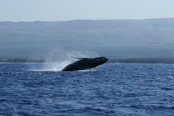 Breaching Humpback whales during our whale watch tour