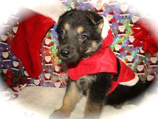 German Shepherd Puppy