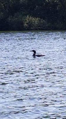 Loon on lake Victoria