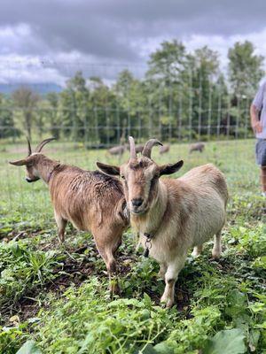 Pygmy goats