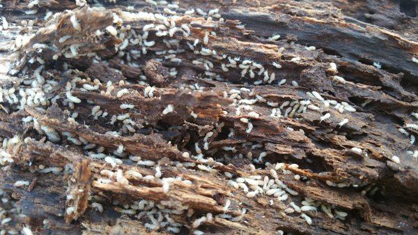 Termite Activity