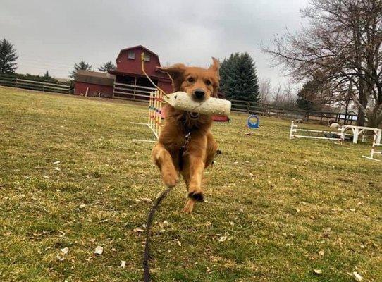 Dogs love running around in our pasture with their human friends, and they remain on leash due to the yummy temptation of the chickens. :)