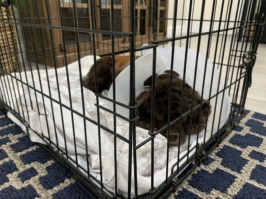 American Cocker Spaniel recovering from spine surgery