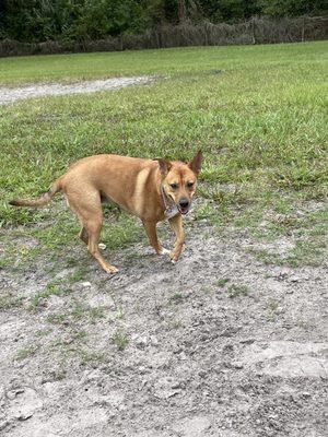 Lola enjoying plenty of areas to run