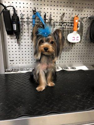 JJ looks handsome with Japanese style grooming(yorkie butterfly ear )