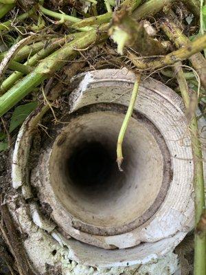 T between house and septic tank.  Has come to top when tank is full - it only has a little water at the bottom