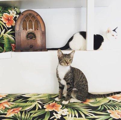 Frankie and Cordé, two of the three resident cats of Papa's Cat Café. (Official photo)