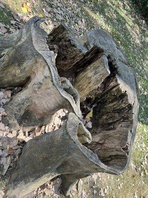 Tree stump! So fun for kids to climb in, on and around to explore!