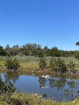 Wildlife of the canals.