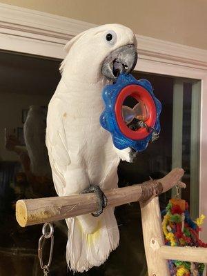 Macaws and Cockatoos